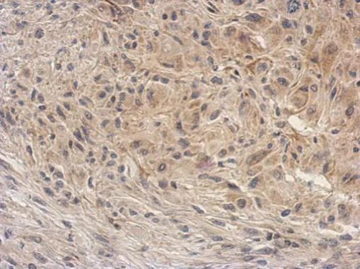 Immunohistochemistry (Formalin/PFA-fixed paraffin-embedded sections) - Anti-Arg2 antibody (AB228700)