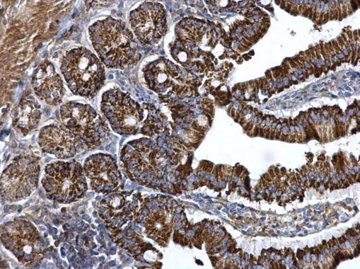 Immunohistochemistry (Formalin/PFA-fixed paraffin-embedded sections) - Anti-Arg2 antibody (AB228700)