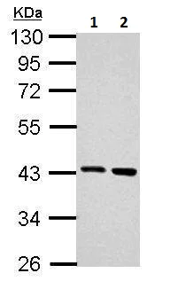 Western blot - Anti-Arg2 antibody (AB228700)