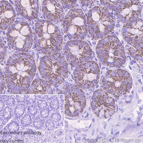 Immunohistochemistry (Formalin/PFA-fixed paraffin-embedded sections) - Anti-Arg2 antibody [EPR22626-38] (ab264066), expandable thumbnail