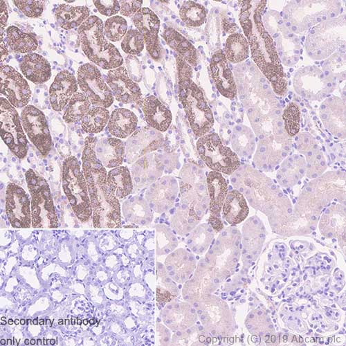 Immunohistochemistry (Formalin/PFA-fixed paraffin-embedded sections) - Anti-Arg2 antibody [EPR22626-38] (ab264066), expandable thumbnail