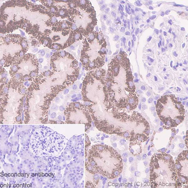 Immunohistochemistry (Formalin/PFA-fixed paraffin-embedded sections) - Anti-Arg2 antibody [EPR22626-38] (AB264066)