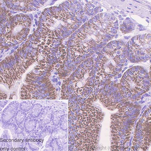 Immunohistochemistry (Formalin/PFA-fixed paraffin-embedded sections) - Anti-Arg2 antibody [EPR22626-38] (ab264066), expandable thumbnail