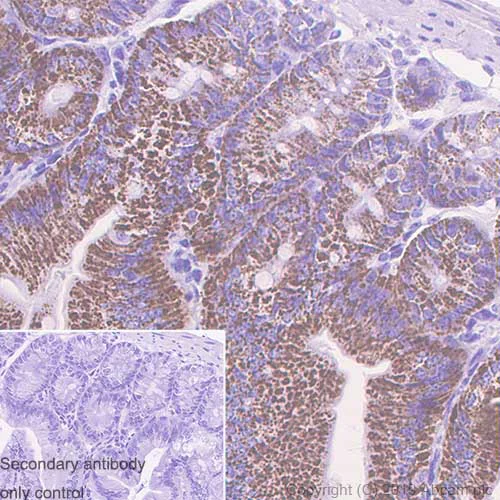 Immunohistochemistry (Formalin/PFA-fixed paraffin-embedded sections) - Anti-Arg2 antibody [EPR22626-38] (AB264066)