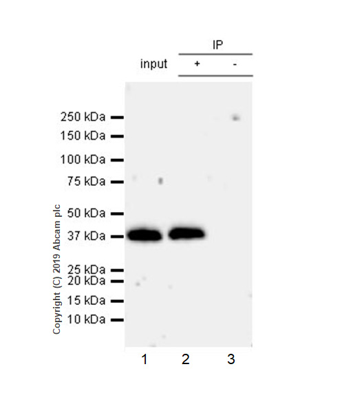 Immunoprecipitation - Anti-Arg2 antibody [EPR22626-38] (AB264066), expandable thumbnail