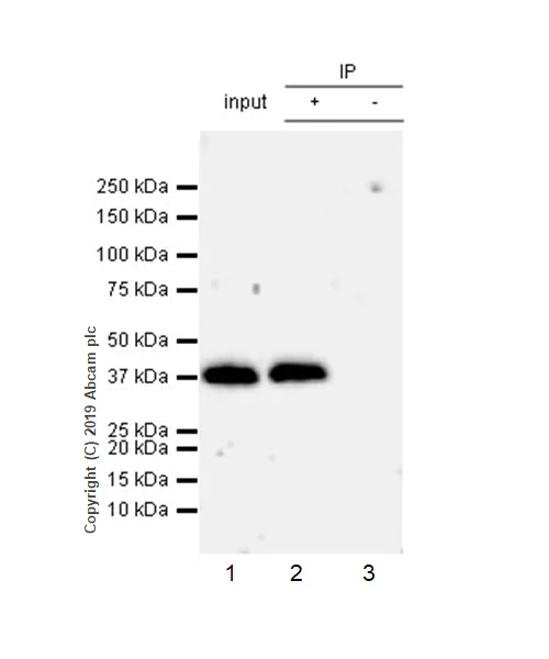 Immunoprecipitation - Anti-Arg2 antibody [EPR22626-38] (AB264066)