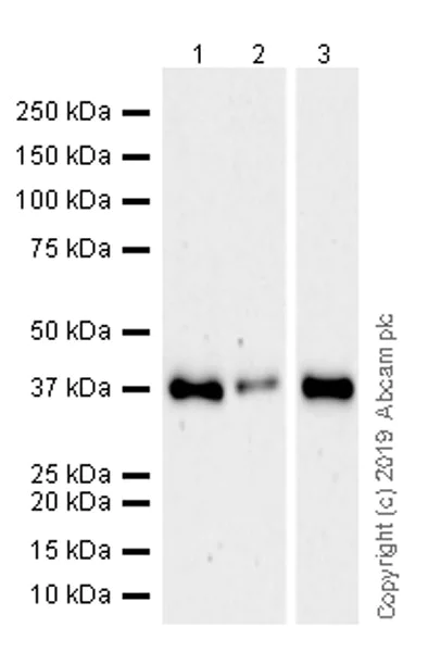 Western blot - Anti-Arg2 antibody [EPR22626-38] (AB264066)