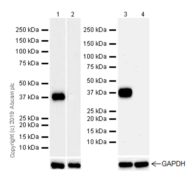 Western blot - Anti-Arg2 antibody [EPR22626-38] (AB264066)