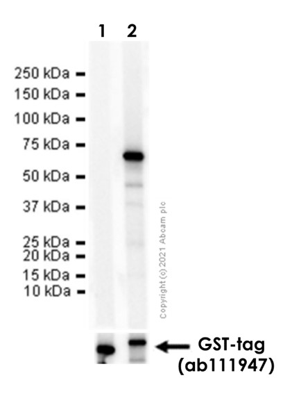 Western blot - Anti-Arg2 antibody [EPR22626-38] (AB264066), expandable thumbnail