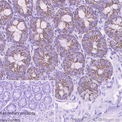Immunohistochemistry (Formalin/PFA-fixed paraffin-embedded sections) - Anti-Arg2 antibody [EPR22626-38] - BSA and Azide free (AB264071)