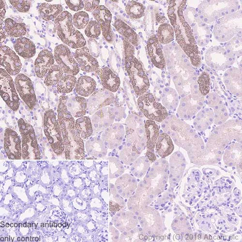 Immunohistochemistry (Formalin/PFA-fixed paraffin-embedded sections) - Anti-Arg2 antibody [EPR22626-38] - BSA and Azide free (AB264071)