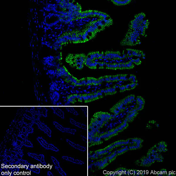 Immunohistochemistry (Frozen sections) - Anti-Arg2 antibody [EPR22626-38] - BSA and Azide free (AB264071)