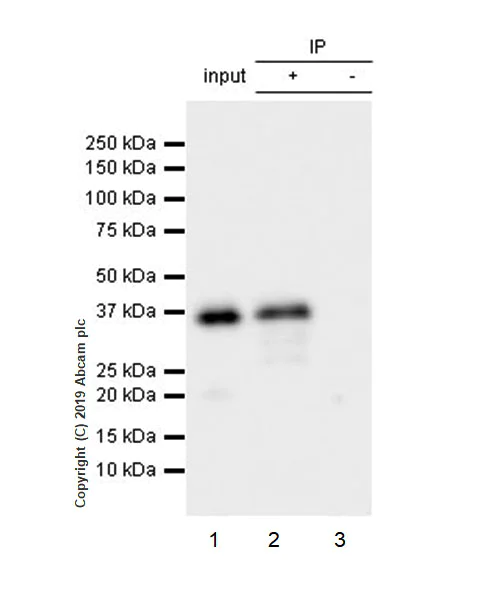 Immunoprecipitation - Anti-Arg2 antibody [EPR22626-51] (AB228963)