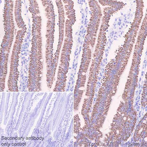 Immunohistochemistry (Formalin/PFA-fixed paraffin-embedded sections) - Anti-Arg2 antibody [EPR22626-51] - BSA and Azide free (AB255967)