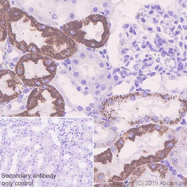 Immunohistochemistry (Formalin/PFA-fixed paraffin-embedded sections) - Anti-Arg2 antibody [EPR22626-51] - BSA and Azide free (AB255967)