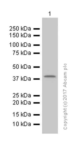 Western blot - Anti-Arg2 antibody [EPR9473] (AB137069)