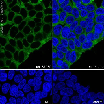 Immunocytochemistry/ Immunofluorescence - Anti-Arg2 antibody [EPR9473] - BSA and Azide free (AB225989)