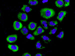 Immunocytochemistry/ Immunofluorescence - Anti-Arg2 antibody [EPR9473] - BSA and Azide free (AB225989)