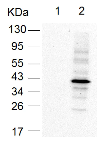 Western blot - Anti-Arginine (glcnac ) antibody [EPR18251] - BSA and Azide free (AB251198)