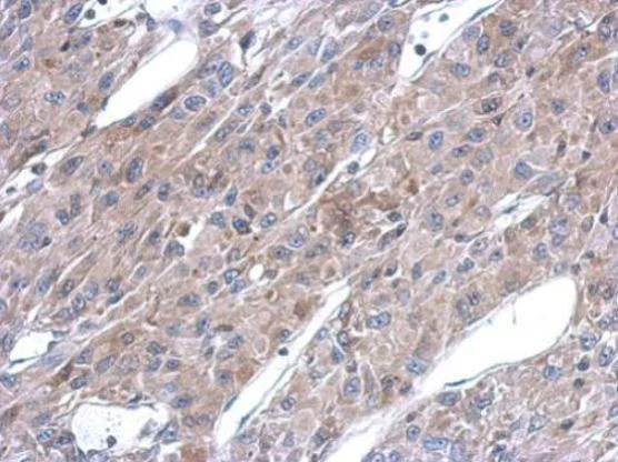Immunohistochemistry (Formalin/PFA-fixed paraffin-embedded sections) - Anti-Argininosuccinate Lyase antibody (AB97370)