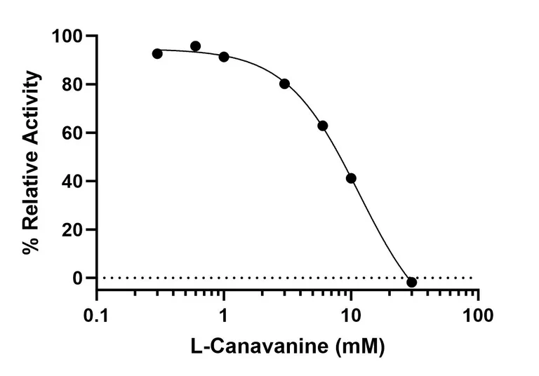 Functional Studies - Argininosuccinate Synthetase (ASS1) Inhibitor Screening Assay Kit (AB325359)