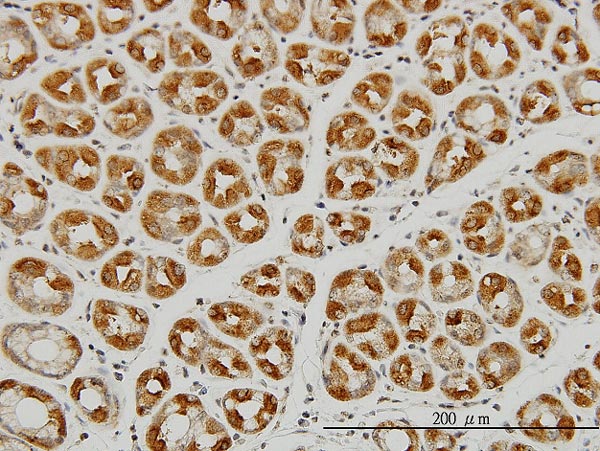 Immunohistochemistry (Formalin/PFA-fixed paraffin-embedded sections) - Anti-Argonaute-2 antibody [2E12-1C9] - BSA and Azide free (AB57113), expandable thumbnail