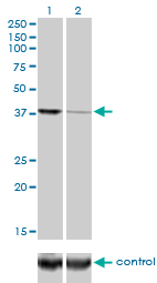 Western blot - Anti-Argonaute-2 antibody [2E12-1C9] - BSA and Azide free (AB57113), expandable thumbnail
