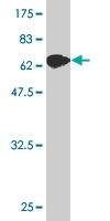 Western blot - Anti-Argonaute-2 antibody [2E12-1C9] - BSA and Azide free (ab57113), expandable thumbnail