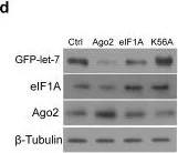 Western blot - Anti-Argonaute-2 antibody [2E12-1C9] - BSA and Azide free (AB57113)