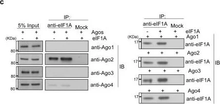 Western blot - Anti-Argonaute-2 antibody [2E12-1C9] - BSA and Azide free (AB57113)