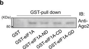 Western blot - Anti-Argonaute-2 antibody [2E12-1C9] - BSA and Azide free (AB57113)