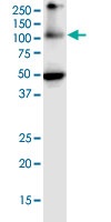 Western blot - Anti-Argonaute-2 antibody [2E12-1C9] - BSA and Azide free (AB57113), expandable thumbnail