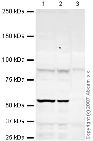 Western blot - Anti-Argonaute-2 antibody (AB32381)
