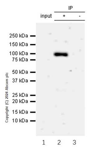 Immunoprecipitation - Anti-Argonaute-2 antibody [EPR10410] (ab156870), expandable thumbnail