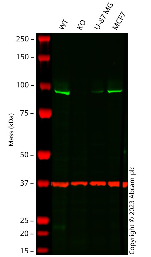 Western blot - Anti-Argonaute-2 antibody [EPR10410] (ab156870), expandable thumbnail