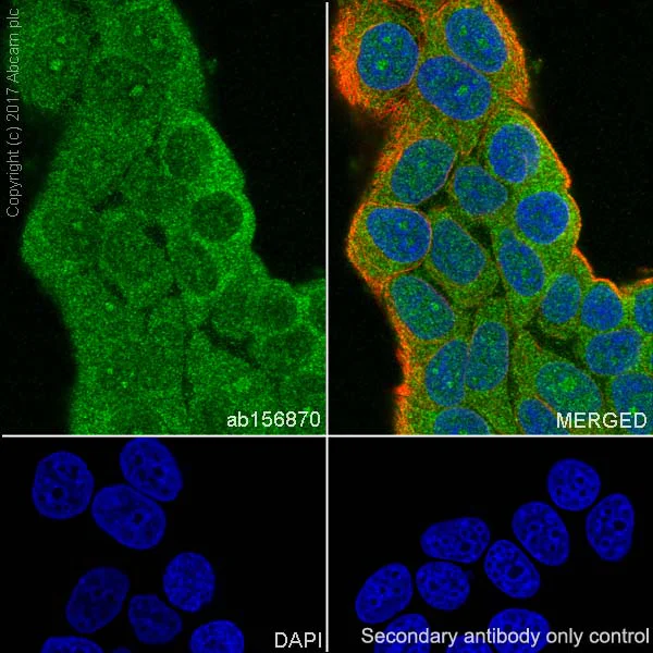Immunocytochemistry/ Immunofluorescence - Anti-Argonaute-2 antibody [EPR10410] - BSA and Azide free (AB249284)