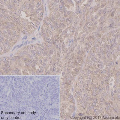Immunohistochemistry (Formalin/PFA-fixed paraffin-embedded sections) - Anti-Argonaute-2 antibody [EPR10410] - BSA and Azide free (AB249284)