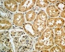 Immunohistochemistry (Formalin/PFA-fixed paraffin-embedded sections) - Anti-Argonaute-2 antibody [EPR10410] - BSA and Azide free (AB249284)