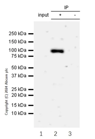 Immunoprecipitation - Anti-Argonaute-2 antibody [EPR10410] - BSA and Azide free (AB249284)