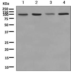 Western blot - Anti-Argonaute-2 antibody [EPR10410] - BSA and Azide free (AB249284)