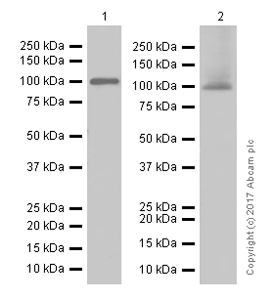 Western blot - Anti-Argonaute-2 antibody [EPR10410] - BSA and Azide free (AB249284)
