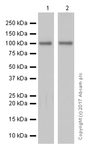 Western blot - Anti-Argonaute-2 antibody [EPR10410] - BSA and Azide free (AB249284)