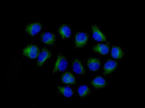 Immunocytochemistry/ Immunofluorescence - Anti-Argonaute-2 antibody [EPR10411] (AB186733)