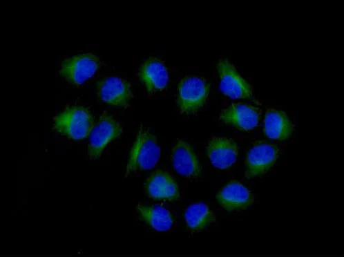 Immunocytochemistry/ Immunofluorescence - Anti-Argonaute-2 antibody [EPR10411] (AB186733)