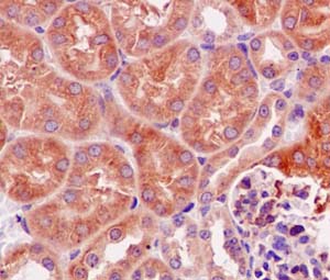 Anti-Argonaute-2 antibody [EPR10411] KO tested (ab186733
