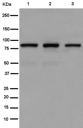 Western blot - Anti-Argonaute-2 antibody [EPR10411] (AB186733)