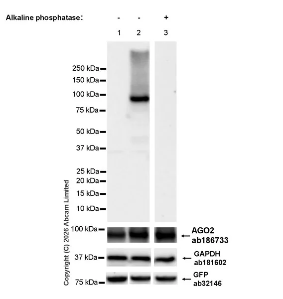 Western blot - Anti-Argonaute-2 antibody [EPR10411] (AB186733)