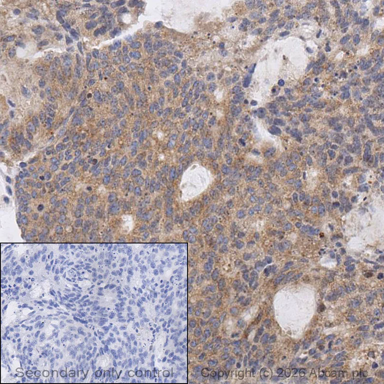 Immunohistochemistry (Formalin/PFA-fixed paraffin-embedded sections) - Anti-Argonaute-2 antibody [EPR10411] - BSA and Azide free (AB233727)