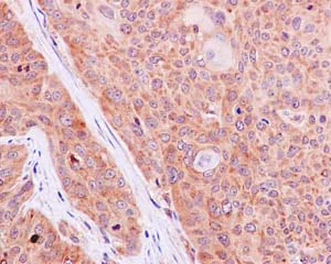 Immunohistochemistry (Formalin/PFA-fixed paraffin-embedded sections) - Anti-Argonaute-2 antibody [EPR10411] - BSA and Azide free (AB233727)