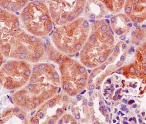 Immunohistochemistry (Formalin/PFA-fixed paraffin-embedded sections) - Anti-Argonaute-2 antibody [EPR10411] - BSA and Azide free (AB233727)
